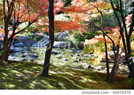 秋天天鵝庭院 60070376