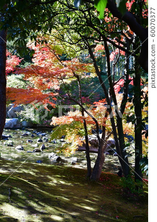 秋天天鵝庭院 60070377