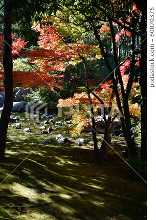 秋天天鵝庭院 60070378