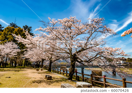 Hitoyoshi Castle and cherry blossoms in full bloom Kuma River Blue sky and flowing clouds Daytime Next 60070426