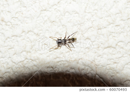 Timber Squirrel? 60070493