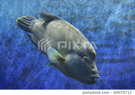 拿破崙魚（玻璃莫奇諾） 60070712