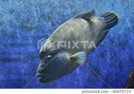 拿破崙魚（玻璃莫奇諾） 60070714