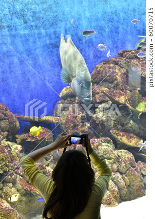 拿破崙魚（玻璃莫奇諾） 60070715