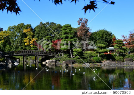 Autumn swan garden Autumn swan garden 60070803