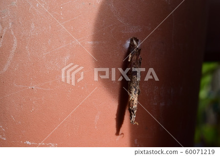 Caterpillar in a flowerpot Caterpillar in a flowerpot 60071219