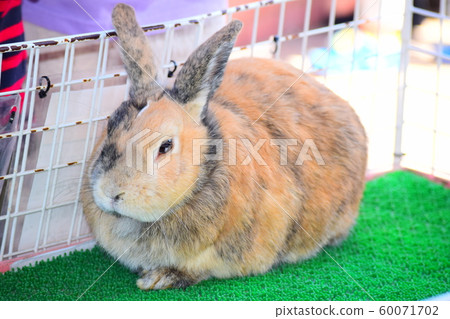 A rabbit 60071702