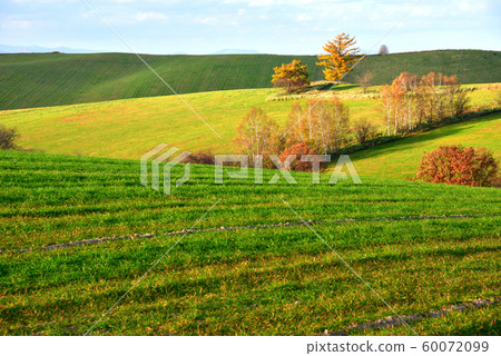 Biei Biei 60072099