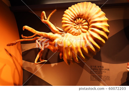 Ammonite model 60072203