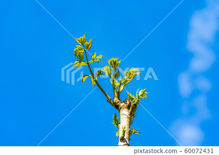 Tara sprout, wild vegetables, spring taste [Nagano Prefecture] 60072431