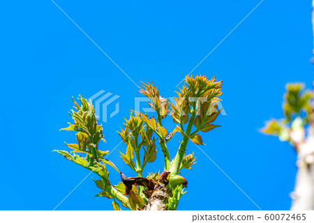 塔拉豆芽，野菜，春天的味道[長野縣] 60072465