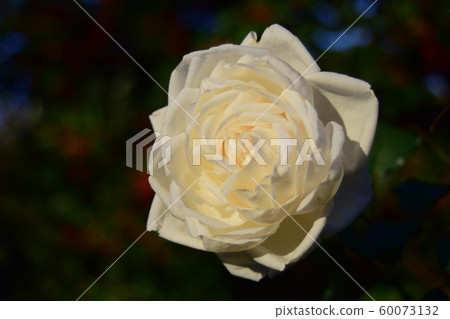 White rose in the evening glow White rose, White rose White rose in the evening glow White rose, White rose 60073132