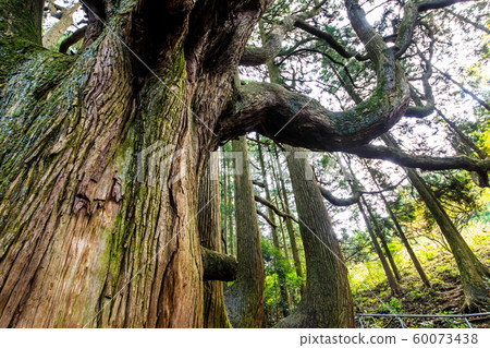 Takamori-dono cedar [Komori Aso-gun Takamori-cho] 60073438