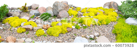 panorama of rockery rock garden isolated on white panorama of rockery rock garden isolated on white 60073928