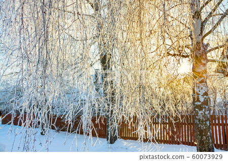 winter landscape sun shines through trees winter landscape sun shines through trees 60073929