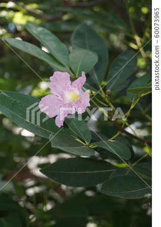 Tabebuia Rosea Tabebuia Rosea 60073965