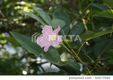 Tabebuia Rosea Tabebuia Rosea 60073966