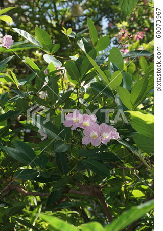 Tabebuia Rosea Tabebuia Rosea 60073967