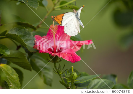 Tsumenna Tsumenna 60074878