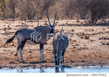 Orynx drinking from a waterhole Orynx drinking from a waterhole 60075042