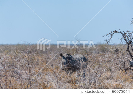 White Rhinos Grazing on the plains of Etosha National Park 60075044