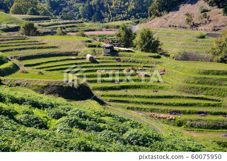 Rice terrace in Chihaya-okasaki village Rice terrace in Chihaya-okasaki village 60075950