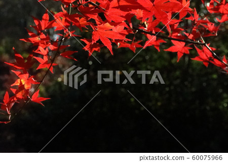 Autumn leaves Autumn leaves 60075966