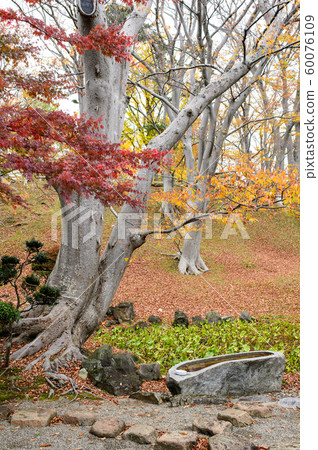 秋田縣千秋公園茶園 60076109