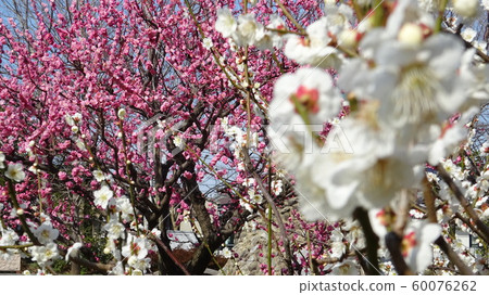 Red and white plum 60076262