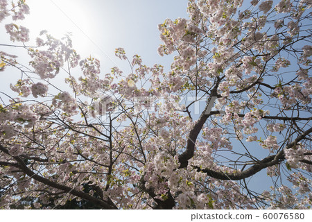 Beautiful cherry blossoms in Hokkaido Beautiful cherry blossoms in Hokkaido 60076580