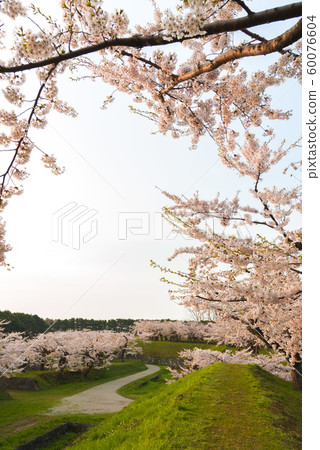 Beautiful cherry blossoms in Hokkaido Beautiful cherry blossoms in Hokkaido 60076604