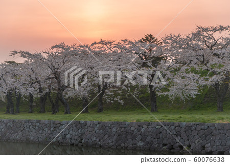 Beautiful cherry blossoms in Hokkaido Beautiful cherry blossoms in Hokkaido 60076638