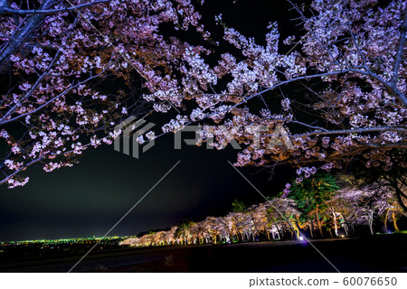 Beautiful cherry blossoms in Hokkaido Beautiful cherry blossoms in Hokkaido 60076650