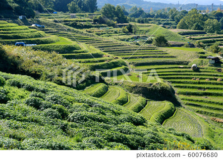 Rice terrace in Chihaya-okasaki village Rice terrace in Chihaya-okasaki village 60076680