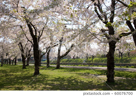 Cherry blossoms in Hakodate Matsumae Cherry blossoms in Hakodate Matsumae 60076700