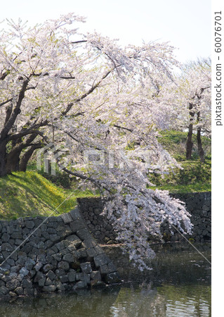 Cherry blossoms in Hakodate Matsumae Cherry blossoms in Hakodate Matsumae 60076701