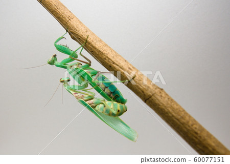 枝條上正在交配的公螳螂和母螳螂 60077151