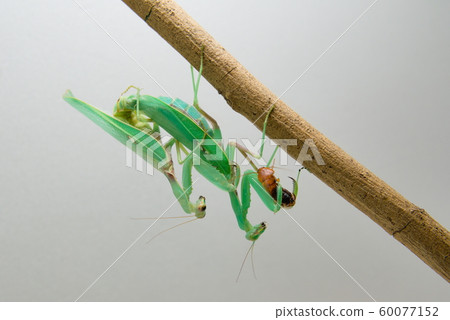 枝條上正在交配的公螳螂和母螳螂,母螳螂正在吃蟑螂 60077152