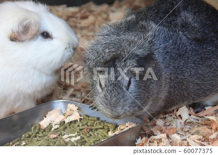 Guinea pig zodiac Guinea pig zodiac 60077375