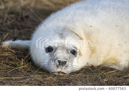 newborn white grey seal relaxing on donna nook 60077563