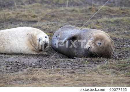 grey seal relaxing on donna nook beach linconshire 60077565