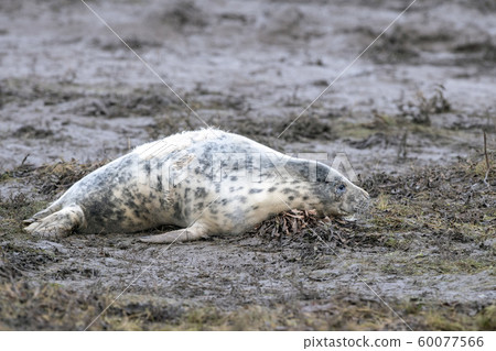 grey seal relaxing on donna nook beach linconshire grey seal relaxing on donna nook beach linconshire 60077566