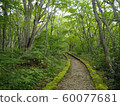 Mountain path green path 60077681