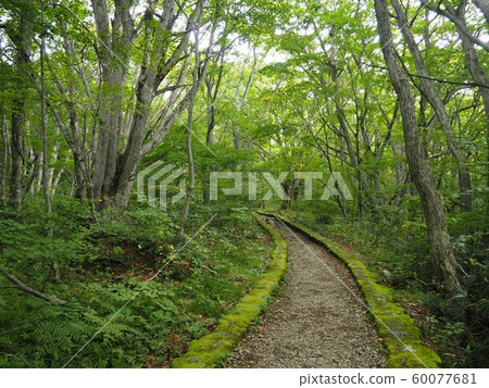 Mountain path green path Mountain path green path 60077681
