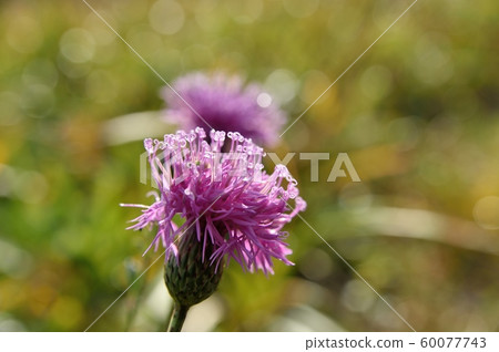 Tamurasou of late autumn 60077743