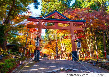 日吉大社鳥居和秋天的落葉 日吉大社鳥居和秋天的落葉 60077852