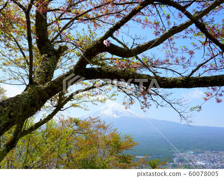 Branch old sakura tree. Fuji view from the top of the mountain TenjoYama. Mount Fujiyama in the background Branch old sakura tree. Fuji view from the top of the mountain TenjoYama. Mount Fujiyama in the background 60078005