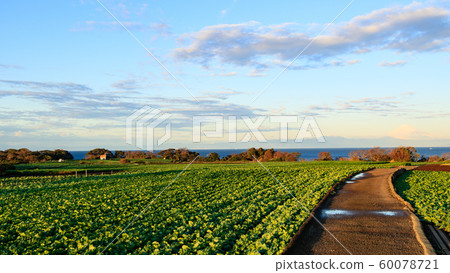 Field (winter) 60078721