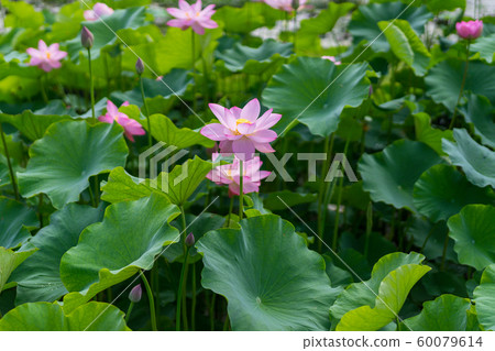 Yamasa Kamaboko工廠“ Yumezen荷花花園”（兵庫縣姬路市Yumezen鎮的衝本縣）*圖片位於註釋部分 60079614