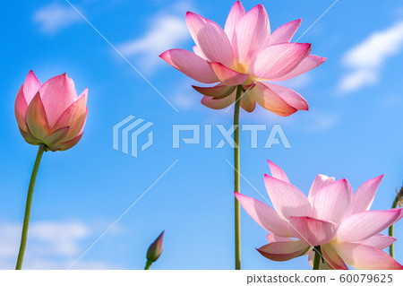 Yamasa Kamaboko工廠“ Yumezen荷花花園”（兵庫縣姬路市Yumezen鎮的衝本縣）*圖片位於註釋部分 60079625